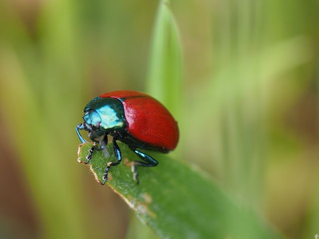 Chrysomelidae: Chrysolina polita? No, C. grossa.